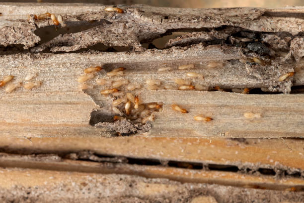 Best Affordable Pest Control Services  in Gordonsville, VA